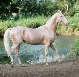 Meet your Posher, Fernando